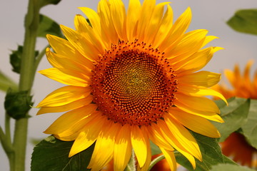 Naklejka premium sunflower
