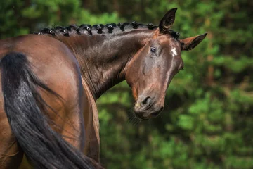 Fototapeten Porträt des lustigen braunen Pferdes, das zurück schaut © Rita Kochmarjova