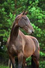Portrait of beautiful horse