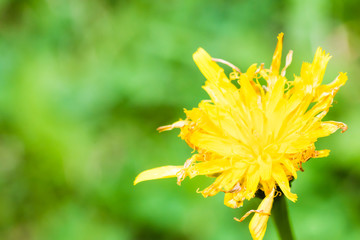 Closeup of nice blossom of dandelion