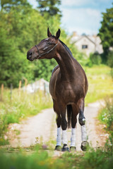 Beautiful bay show horse