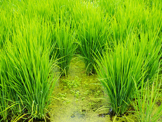 夏の水田
