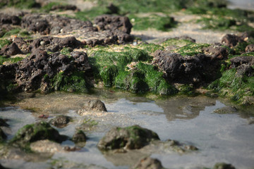 Naklejka na ściany i meble detail - stone on a beach with green sea algea 