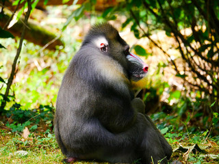 Mandrill