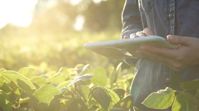 Farmer uses a tablet computer on a soy field. Slow motion