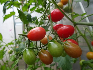 Small tomatoes