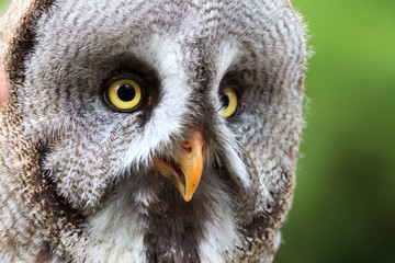 Wood Owls