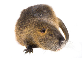 Coypu (Myocastor coypus)