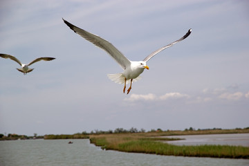 Yellow-legged gull (Laris michahellis)