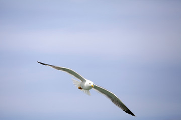 Yellow-legged gull (Laris michahellis)
