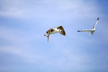 Yellow-legged gull (Laris michahellis)