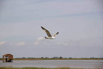 Yellow-legged gull (Laris michahellis)