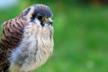 American Kestrel