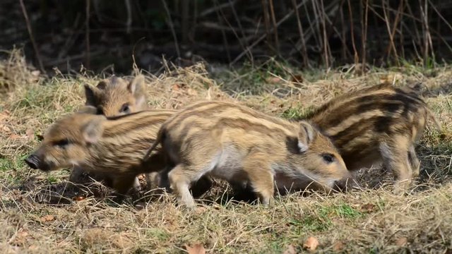 Schwarzwild, Frischlinge beim spielen, M&auml;rz