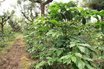 Fototapeta na wymiar Coffee in Guatemala