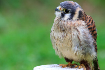 American Kestrel