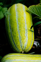 Home growth gardening 