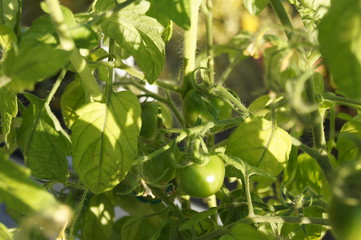 Grüne Tomaten am Strauch