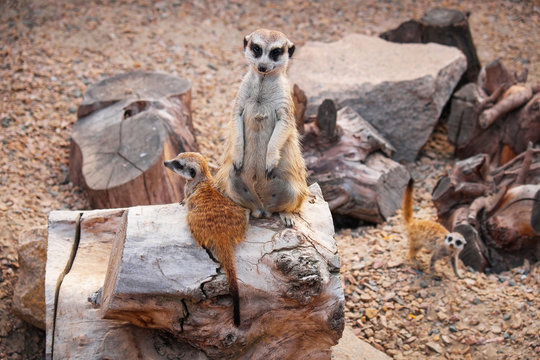 Meerkats (surikats) wild animals in the cage of zoo