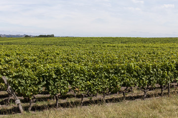 Fototapeta na wymiar France. Vignoble de Sauternes, Gironde