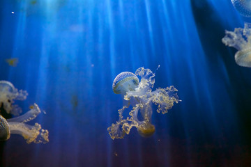 White spotted jellyfish (Phyllorhiza puntata)
