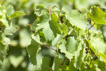 France. Vignoble de Sauternes, Gironde