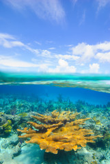 Over-under of healthy Elkhorn coral and blue sky