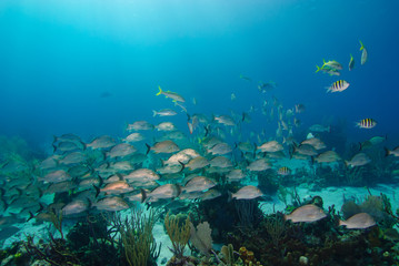 Tropical fish on coral reef in blue sea