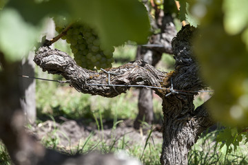 France. Vignoble de Sauternes, Gironde