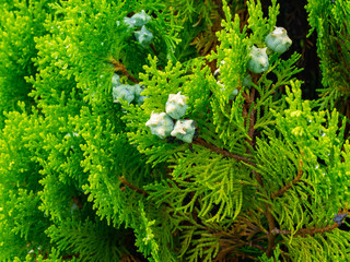 裸子植物