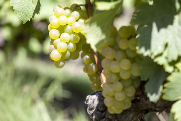 France. Vignoble de Sauternes, Gironde