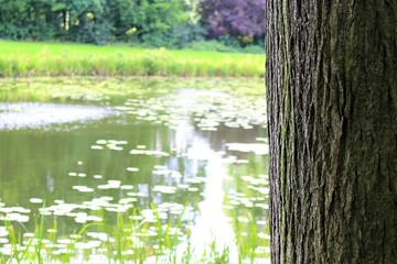 An Image of a tree with a lake in the background