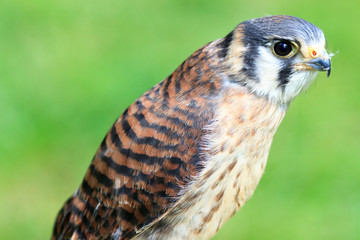 American Kestrel