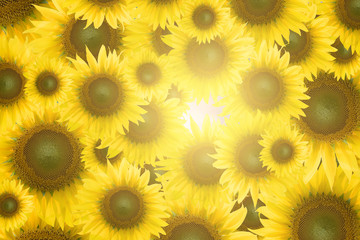 Obraz premium Sunflower background.