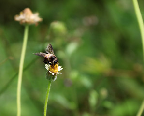 Honey bee perch and eating nectar on the grass flower. background out focus of green grass.