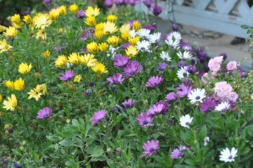 Fototapeta premium spring