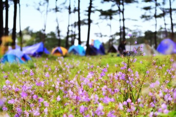 Flower field and background of blurry camping tents at Phu SOI DAO National Park