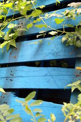 Blaue Holzpalette