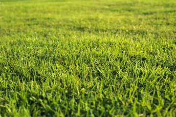 grass and sun light