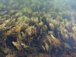 Naklejka na ściany i meble Thick brown seaweed seen from above