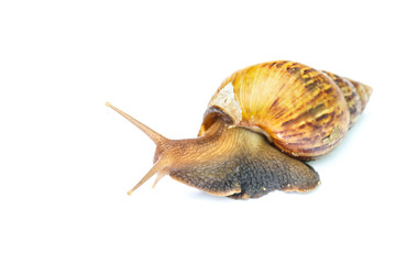 Garden snail isolated on white background