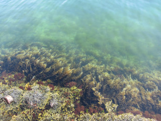 Seaweed along shoreline fading into green water