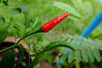 Chili in garden organic, Red, very hot and spicy chilli peppers on an asian market. Healthy and vegetarian eating.