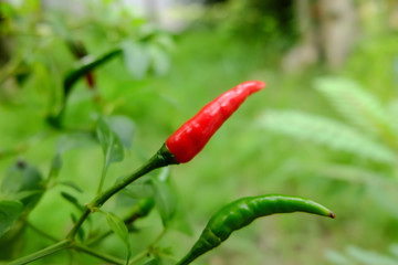 Chili in garden organic, Red, very hot and spicy chilli peppers on an asian market. Healthy and vegetarian eating.