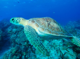 Obraz premium An endangered green sea turtle swimming above coral reef