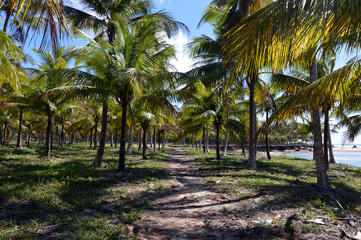 plantação de coqueiros