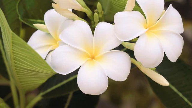 Close up of white frangipani flowers. Shot with Sony a7s and Atomos Ninja Flame on cloudy day.