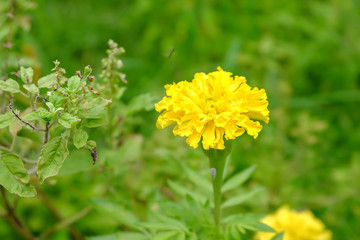 Close up marigold flower in Thailand, flower refreshing on morning.