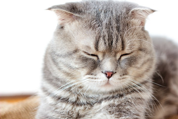 Domestic scottish cat