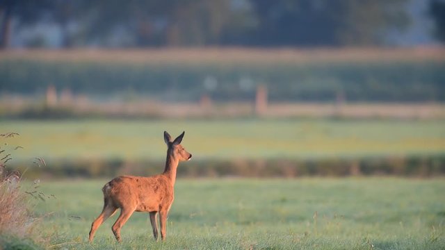 Reh auf Wiese mit Stra&szlig;enverkehr im Hintergrund, Sommer